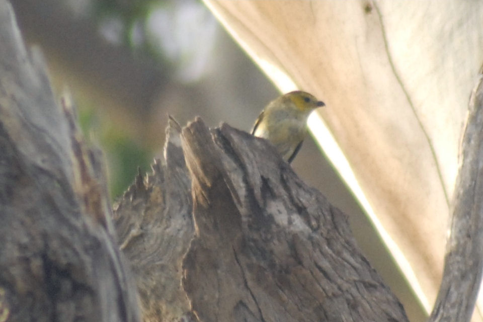 Forty-spotted Pardalote (Pardalotus quadragintus)